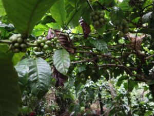 Pemkab Kediri Ajak Petani Kopi Gunung Wilis Komitmen Jaga Kwalitas