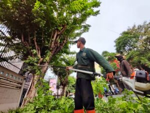 Minimalisir Pohon Tumbang, Pemkot Surabaya Setiap Hari Intensifkan Perantingan