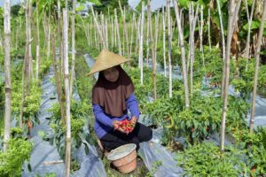 Jaga Ketersediaan Bahan Pangan, TPID Surabaya Atur Pola Tanam Bersama Poktan