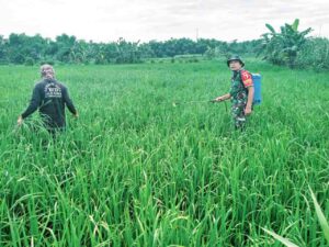 Babinsa Jajaran Kodim 0812/Lamongan Dampingi Petani, Dukung Ketahanan Pangan