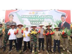 Dukung Ketahanan Pangan, Polres Bojonegoro Panen Raya Jagung