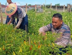 Satlinlamil 3 Kolinlamil Melaksanakan Panen Sayuran Dan Hasil Ternak