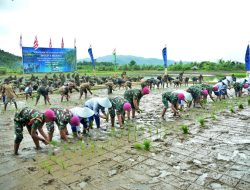 Dukung Ketahanan Pangan Nasional TNI AL Laksanakan Penanaman Bibit Padi Di Lampung