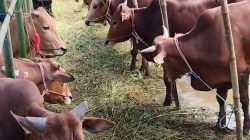 Pelaksanaan Qurban Merupakan Perbuatan Sunnah