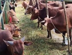Pelaksanaan Qurban Merupakan Perbuatan Sunnah
