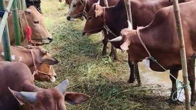 Pelaksanaan Qurban Merupakan Perbuatan Sunnah