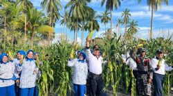 Pangkalan TNI Angkatan Laut Ranai  Mendukung Program Ketahanan Pangan Dan Swasembada Pangan Melalui Panen Raya Jagung