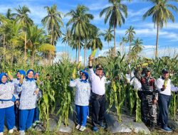 Pangkalan TNI Angkatan Laut Ranai  Mendukung Program Ketahanan Pangan Dan Swasembada Pangan Melalui Panen Raya Jagung