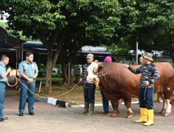Kepala Staf Angkatan Laut Laksamana TNI Dr. Muhammad Ali,SE,M,,M,M,Tr,Opsla, Menyerahkan Hewan Qurban Kepada Panitia Qurban Gabungan Markas Besar Angkatan Laut