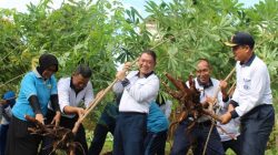 Komandan Lanal Bandung Melaksanakan Panen Jagung Dan Panen Raya Ketahanan Pangan